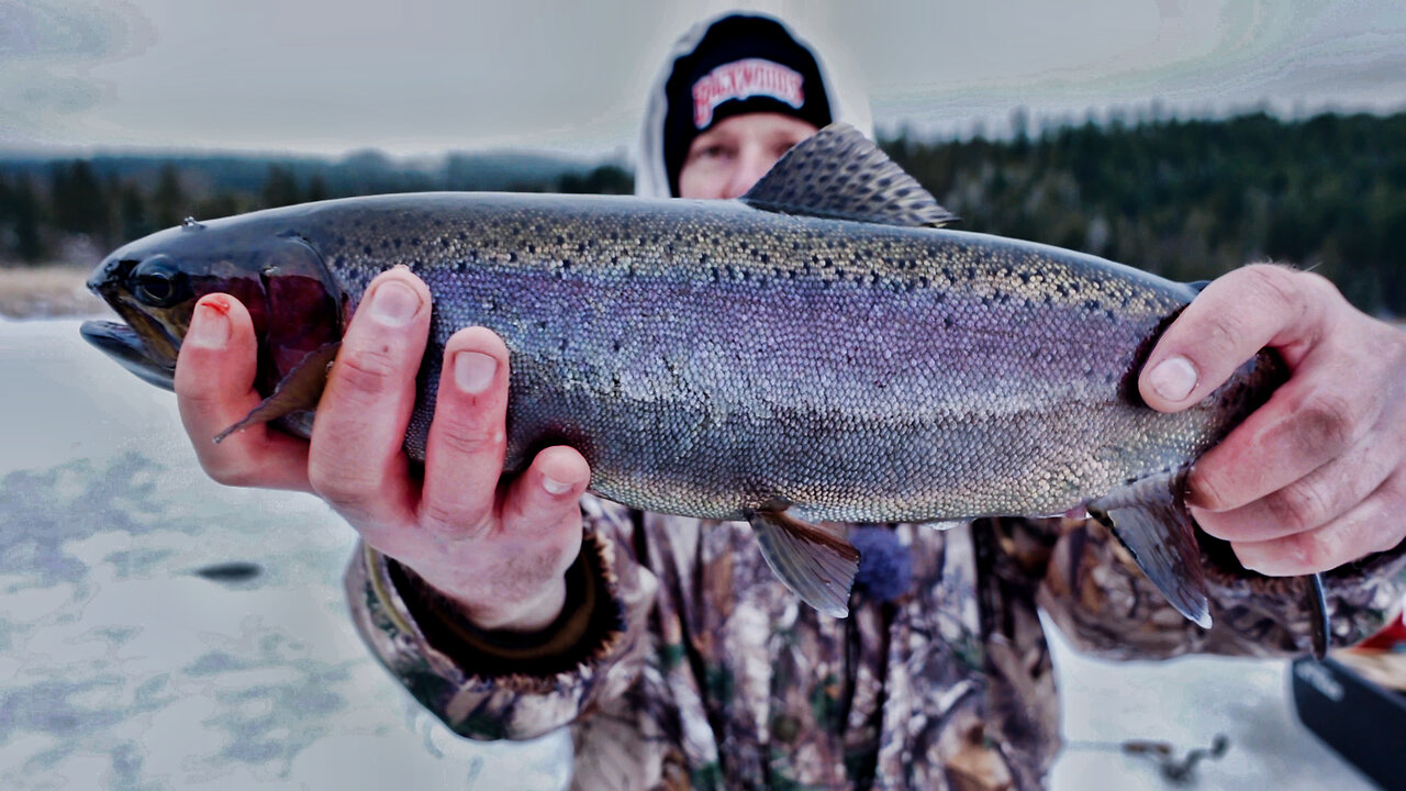 Searching for WILD RAINBOW TROUT Ice Fishing (Micro Spider)