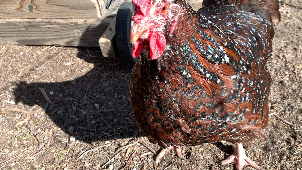 Update on the Chickens! March 2023
