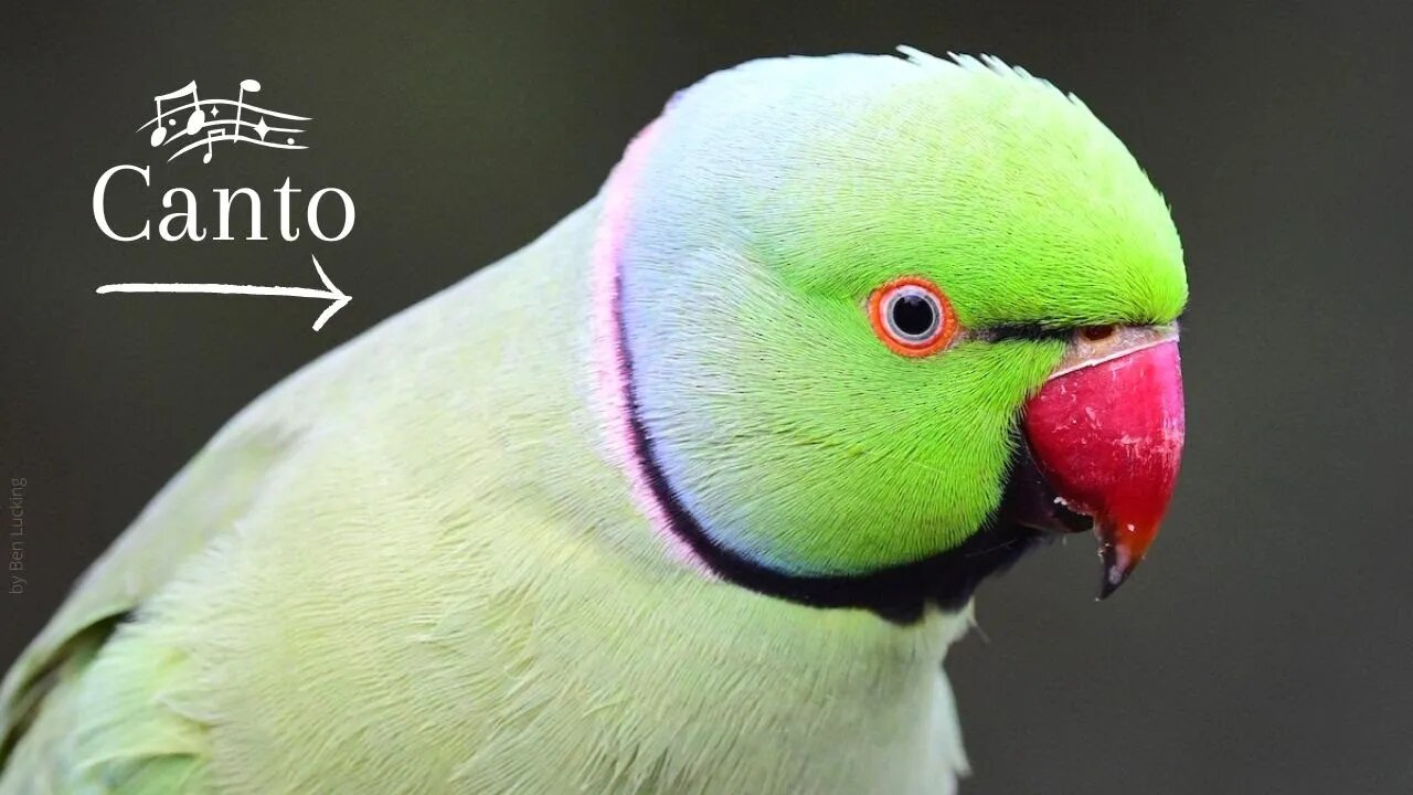 O Canto do Pássaro Ring Neck - Periquito Rabijunco