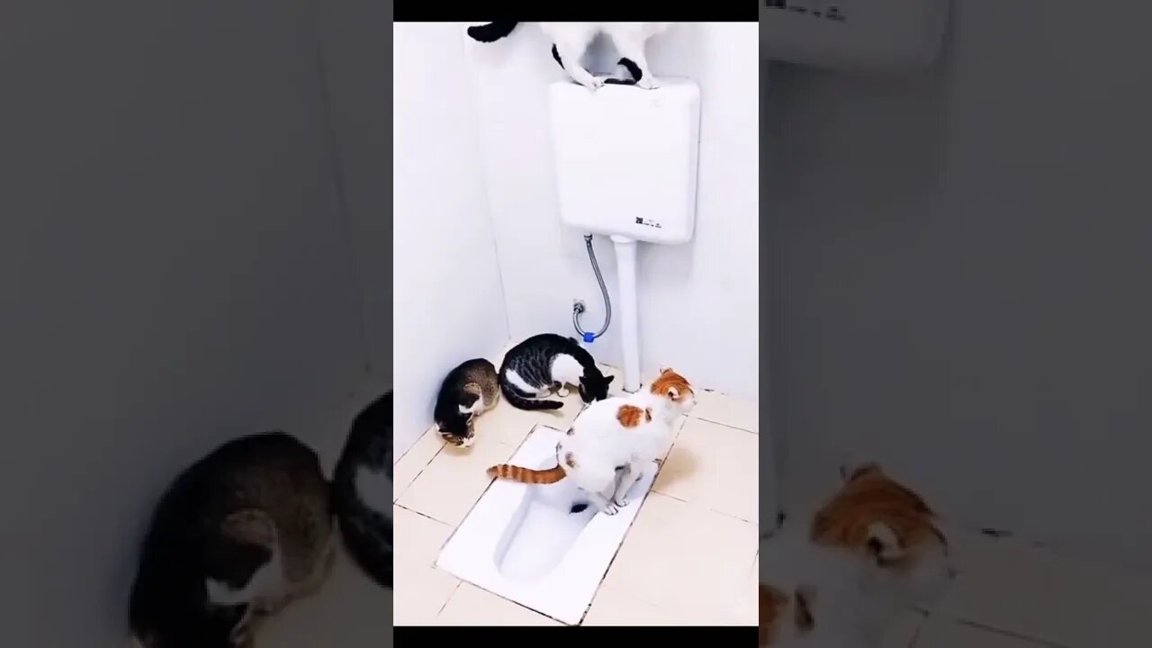 Funny Cats Using Toilet Beautiful Creation 😂😂 #trending #viral #short #entertainment