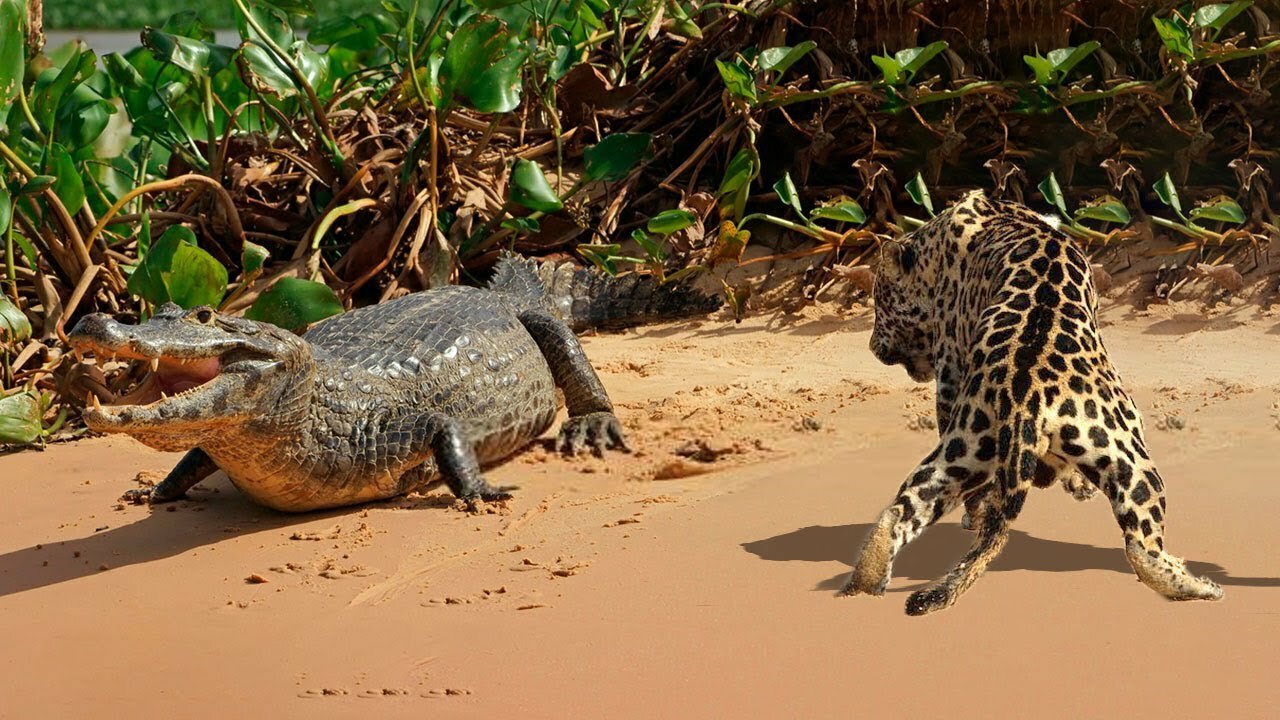 JAGUAR VS CAIMAN | Epic Battle For Survival