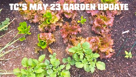 Tony Caravan's May 23rd Garden Update