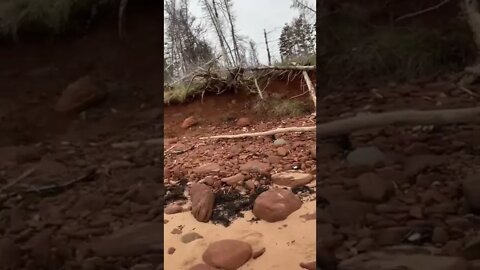 Erosion has destroyed these trees