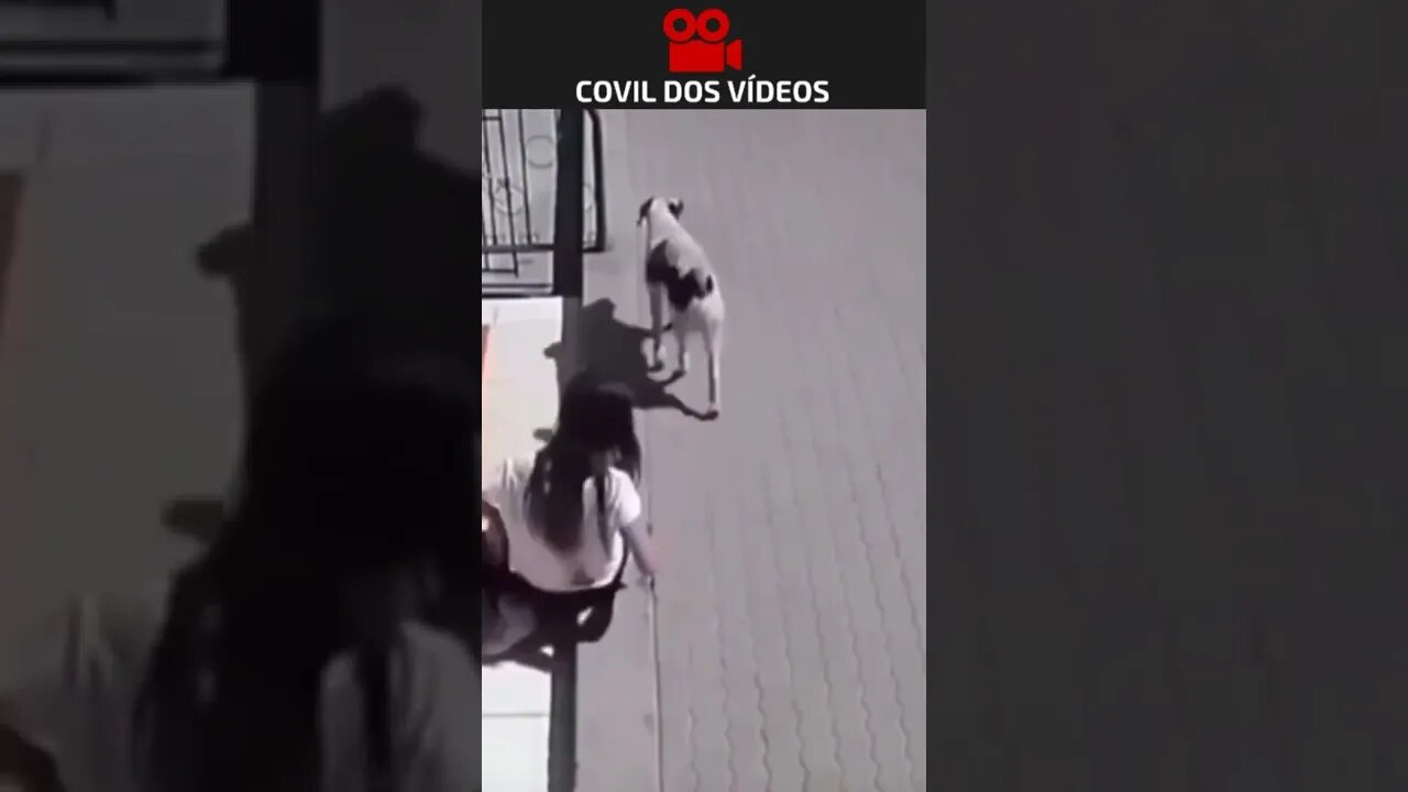 cachorro mijando na menina 😂😂