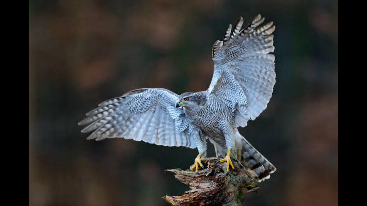 Goshawk