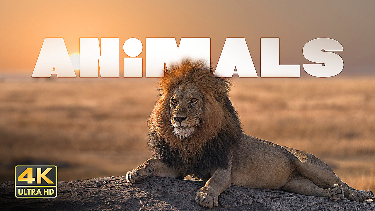 Ultimate Wild Animals Collection in 4K ULTRA HD