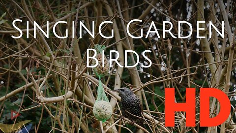 Relaxing chirping birds in the backyard - calm down with nature sounds
