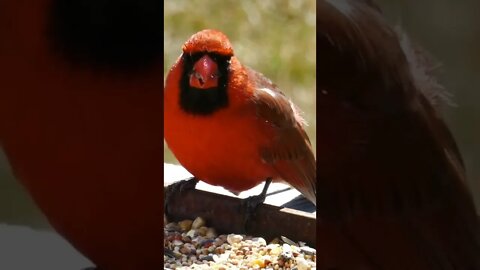 Bird #funny #
