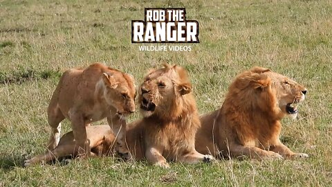 Flirty Lioness Confuses Inexperienced Young Male Lions | Maasai Mara Safari | Zebra Plains
