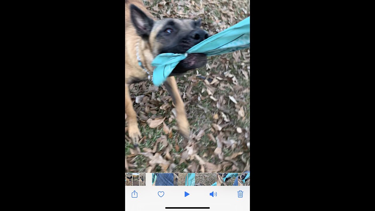 Belgian Malinois dog grabs bandana hooked on owners belt loop and won’t let go