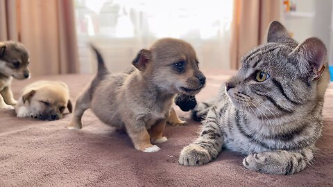 Funny Cat Reaction to Puppies [Kitty sees them for the First Time]