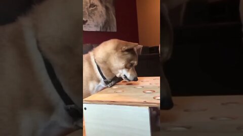 Other dog was like : what did I do ?