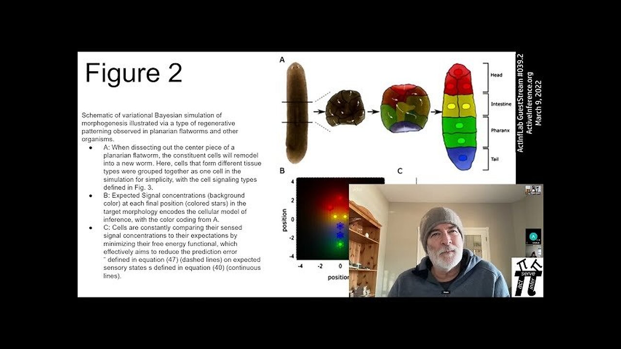 ActInf Livestream #039.2 ~ "Morphogenesis as Bayesian inference...."