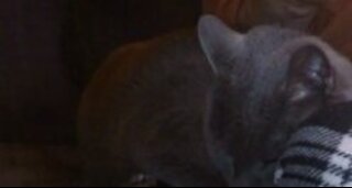 ***Adorable ***- Cat Joins Guitar Jam -RIP October