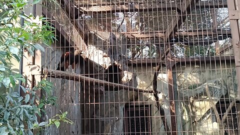 An Eagle in Ueno Park Zoo