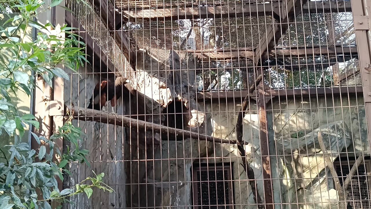 An Eagle in Ueno Park Zoo