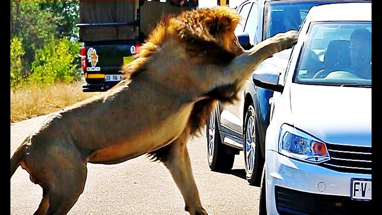 scariest fake lion prank