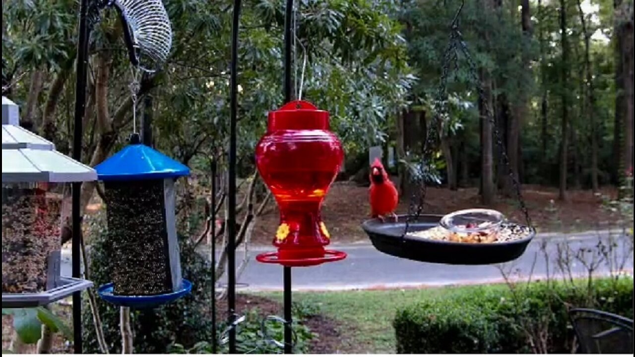 Live bird cam