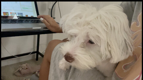 Havanese Dog doesn't let her owner to work and just wants to play