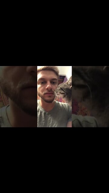 Cat giving me a sniff