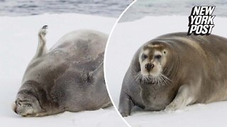 Fat seal shows off his 'rolls'