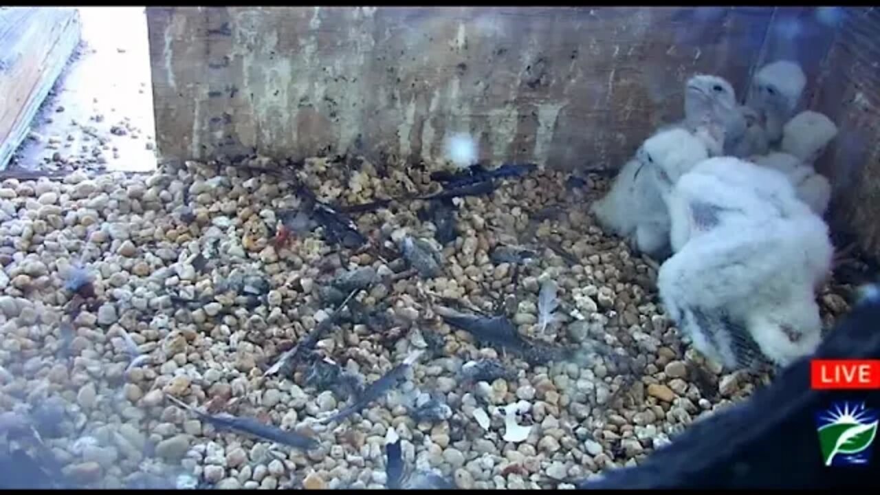 Peregrine Falcons-Waking and Stretching 🦅 4/29/22 15:29