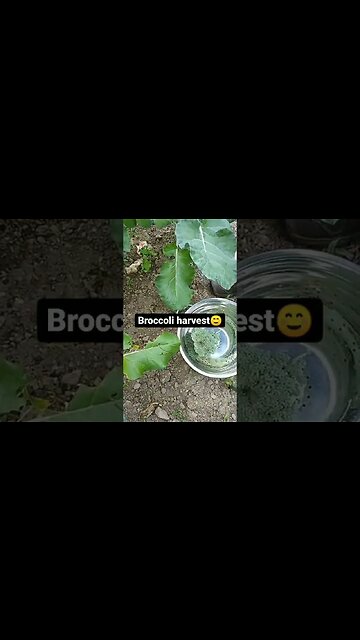 Harvest time is underway on the homestead!