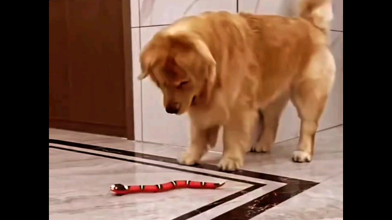 How the dog playing with artificial snakes_🪱🐕