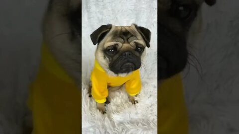 que fofura meu Deus 😊😊😊 #shorts