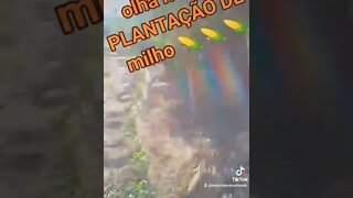 QUEM planta milho 🌽🌽🌽.....colhe pamonha?😂😂😂