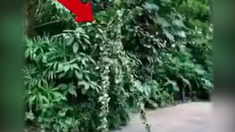 A leaf man who becomes one with the leaves[Conspiracy]