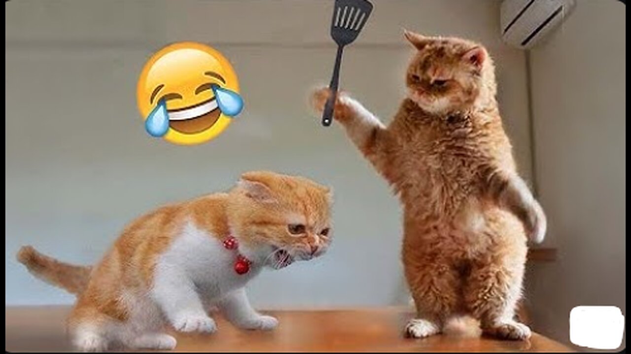 Animal Funny Compilation