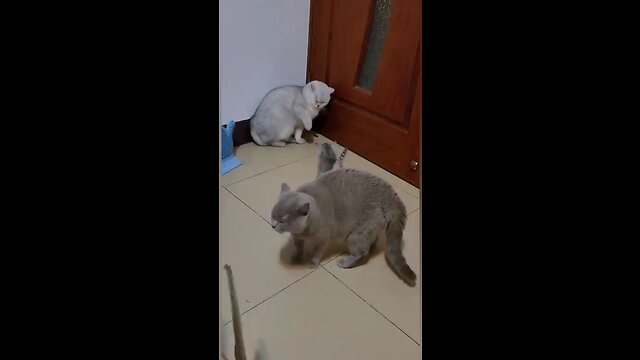 Cat fighting fanny 😂😂