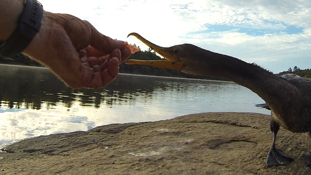 Orphaned baby cormorant begs fisherman for his catch