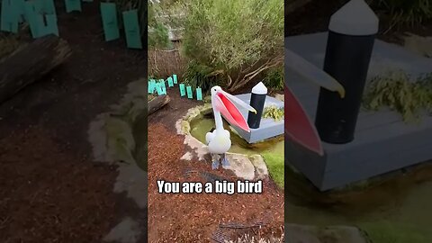 Pelican Bites Me After I Call It A Penguin