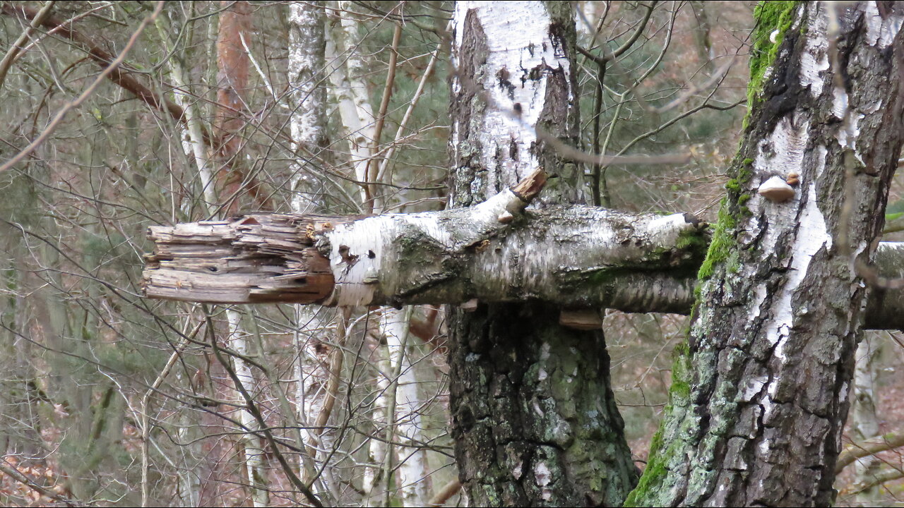 GRUNEWALD - A FOREST OF DEAD BIRCHES