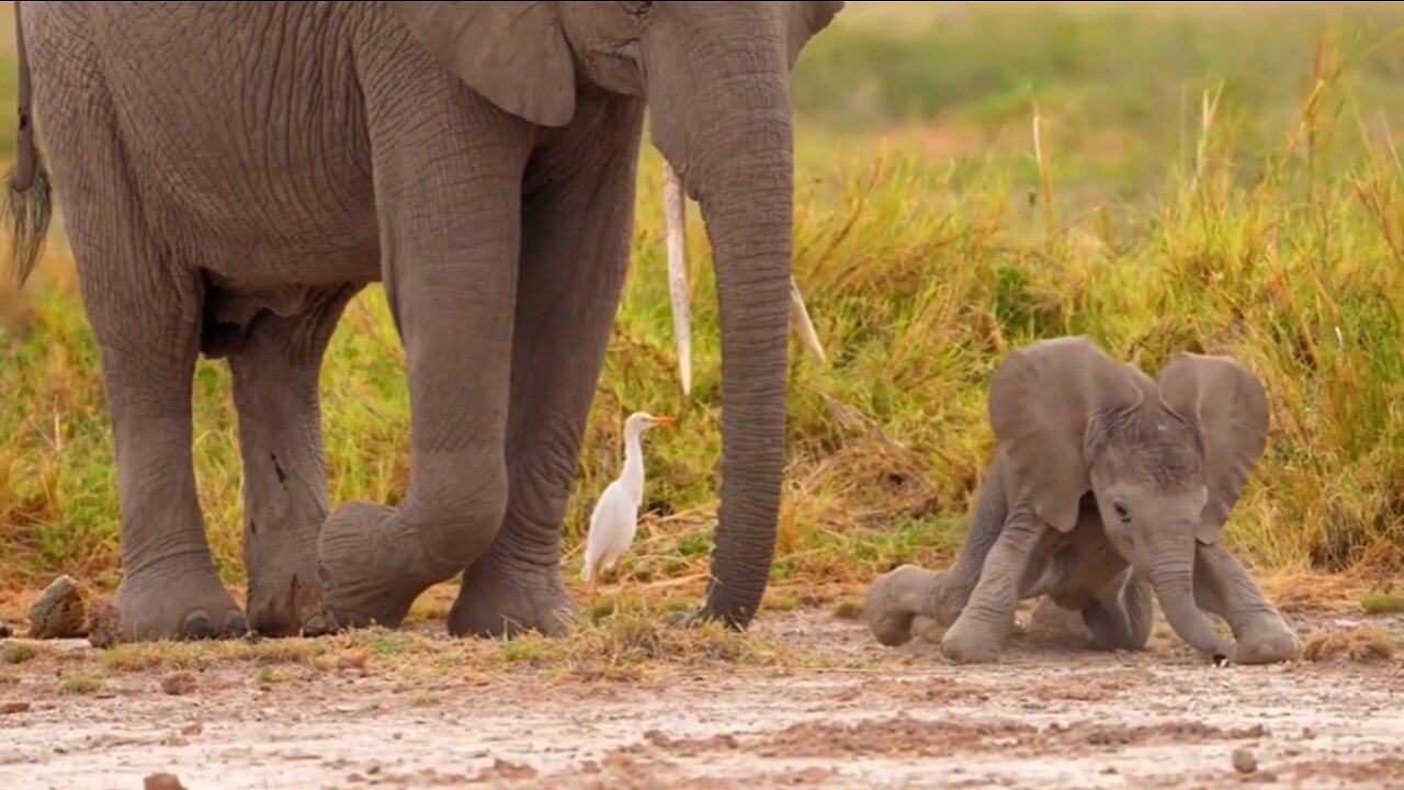 African Elephants