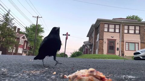 Crow Up-Close: Lasagna