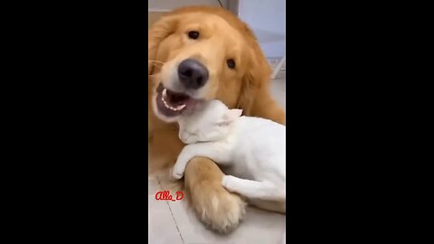 Unlikely Friendship_ Astonishing Cat and Dog Duo! Short