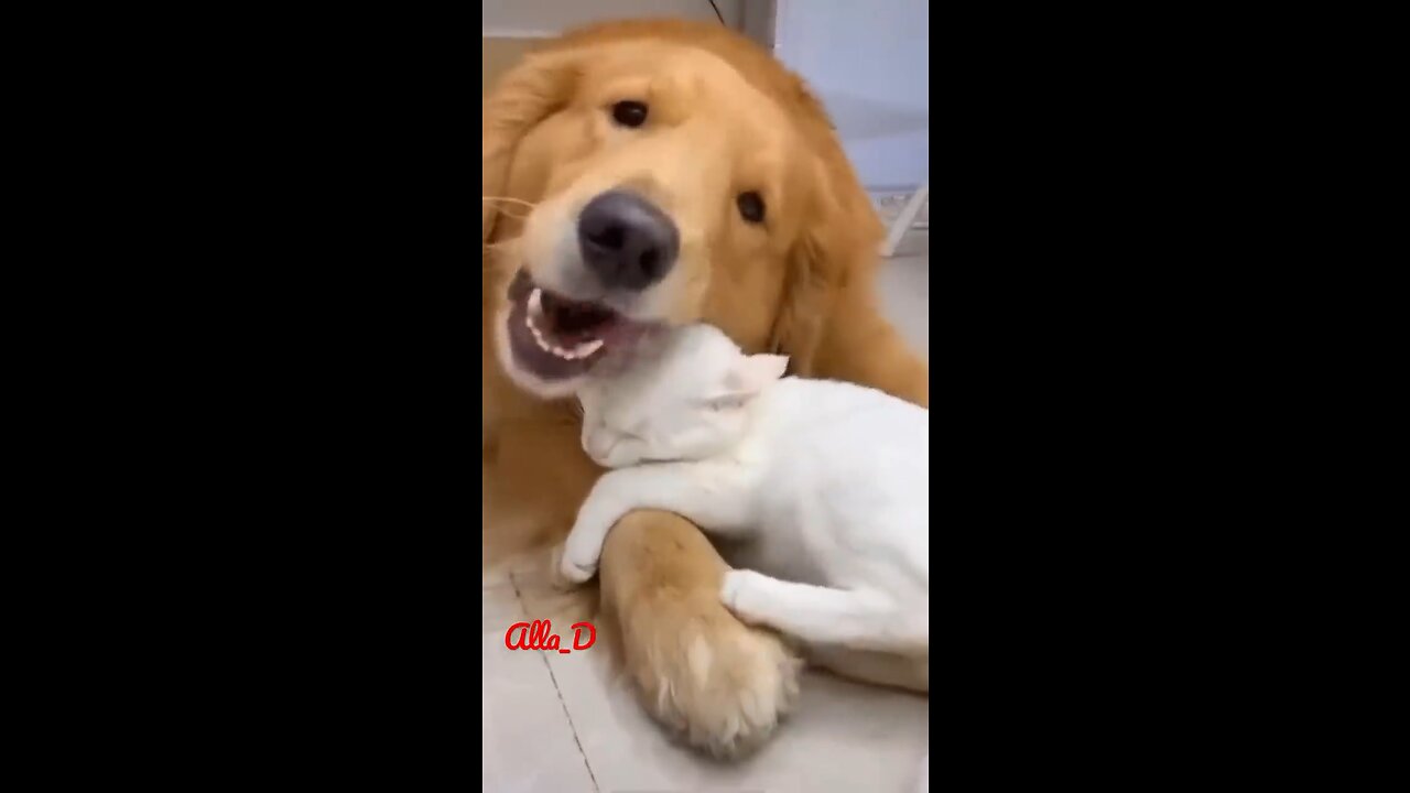 Unlikely Friendship_ Astonishing Cat and Dog Duo! Short