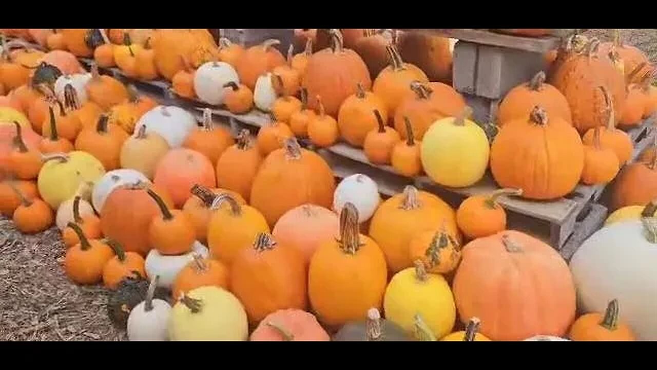 Pumpkin Picking in Stuarts Draft, VA