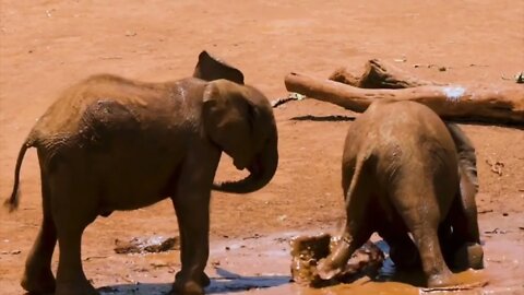 baby elephant play| elephant video |