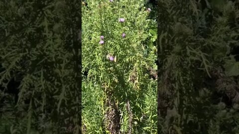 3 Yellow Butterflies