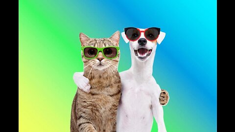 Funny Animals Adorable Cats and Dogs 2023