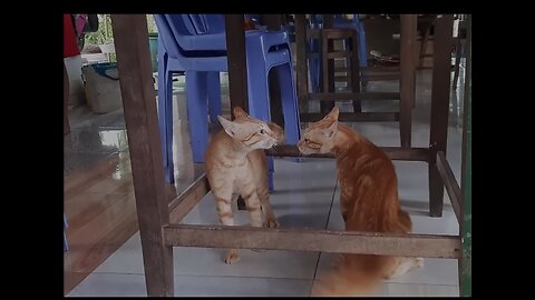 Funny animal's video