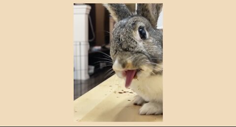 Bunnies eating Strawberries ASMR