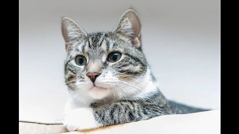 Funny cat