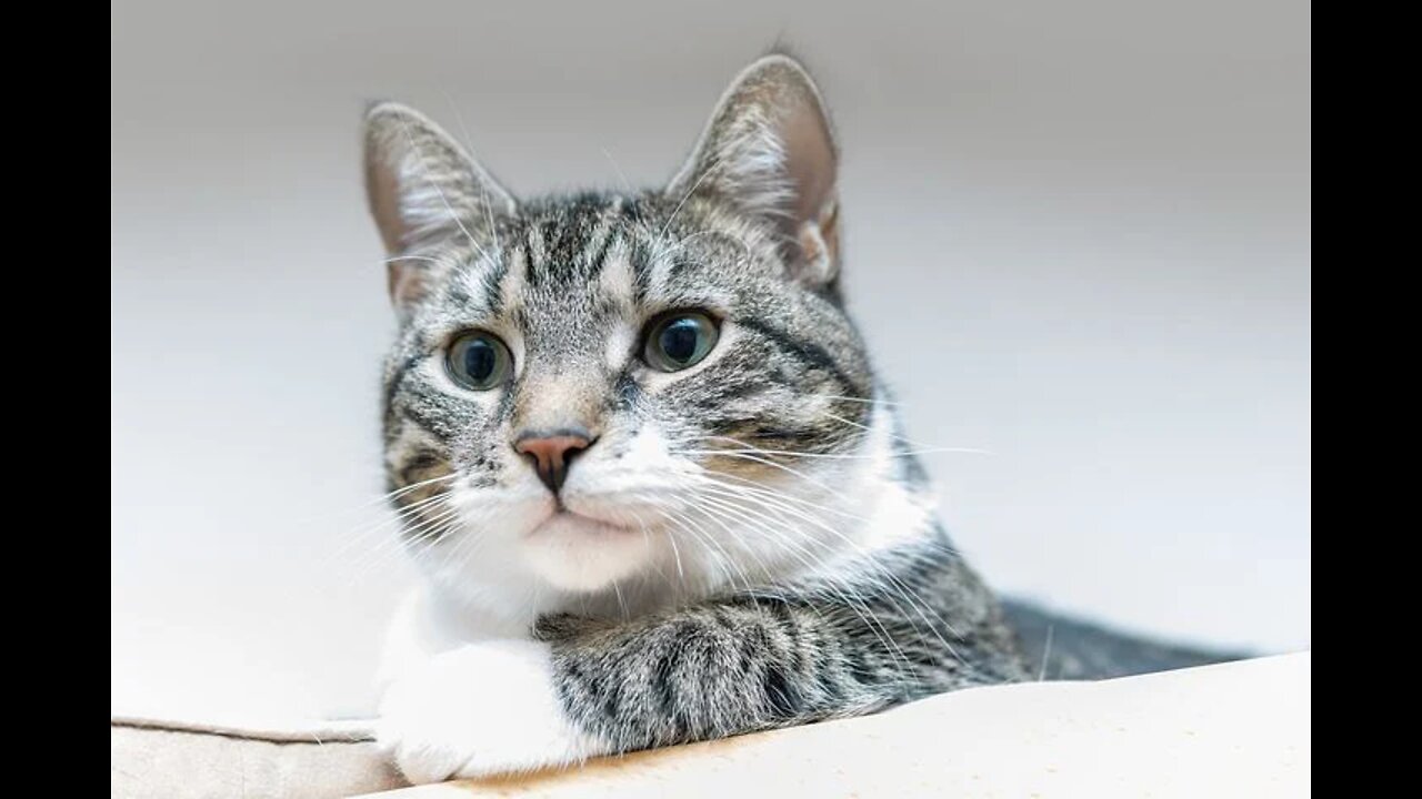 Funny cat