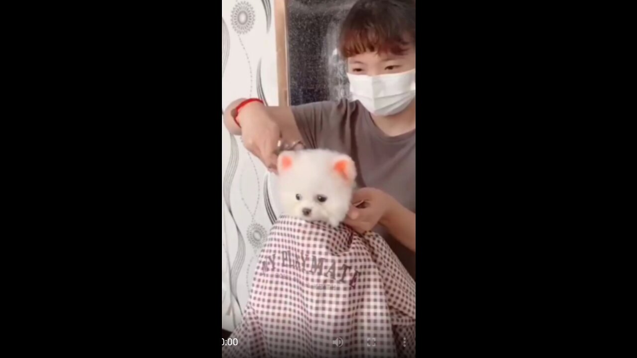 Cutie cat cutting hair like men