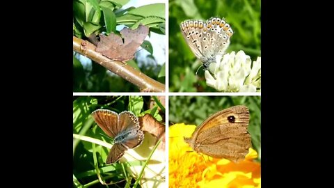 Nature